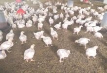 Photo of Aumento de hasta un 40 % en los polluelos amenaza el precio del “pollo de Navidad”
