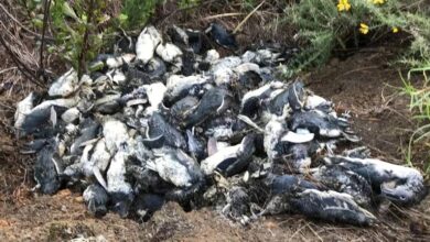 Photo of Cientos de pequeños pingüinos azules aparecieron muertos en la costa de Nueva Zelanda